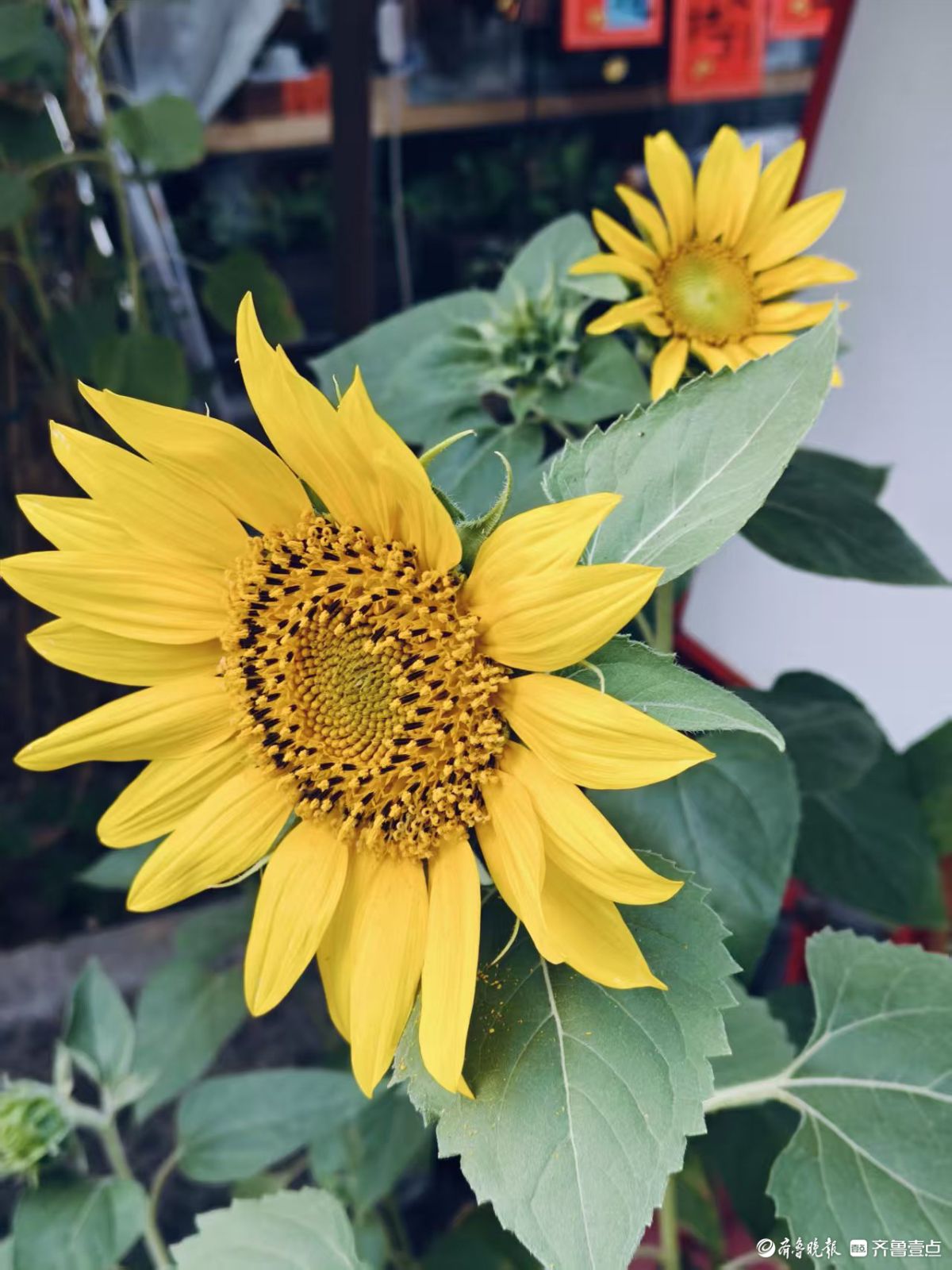 朵朵葵花向阳开