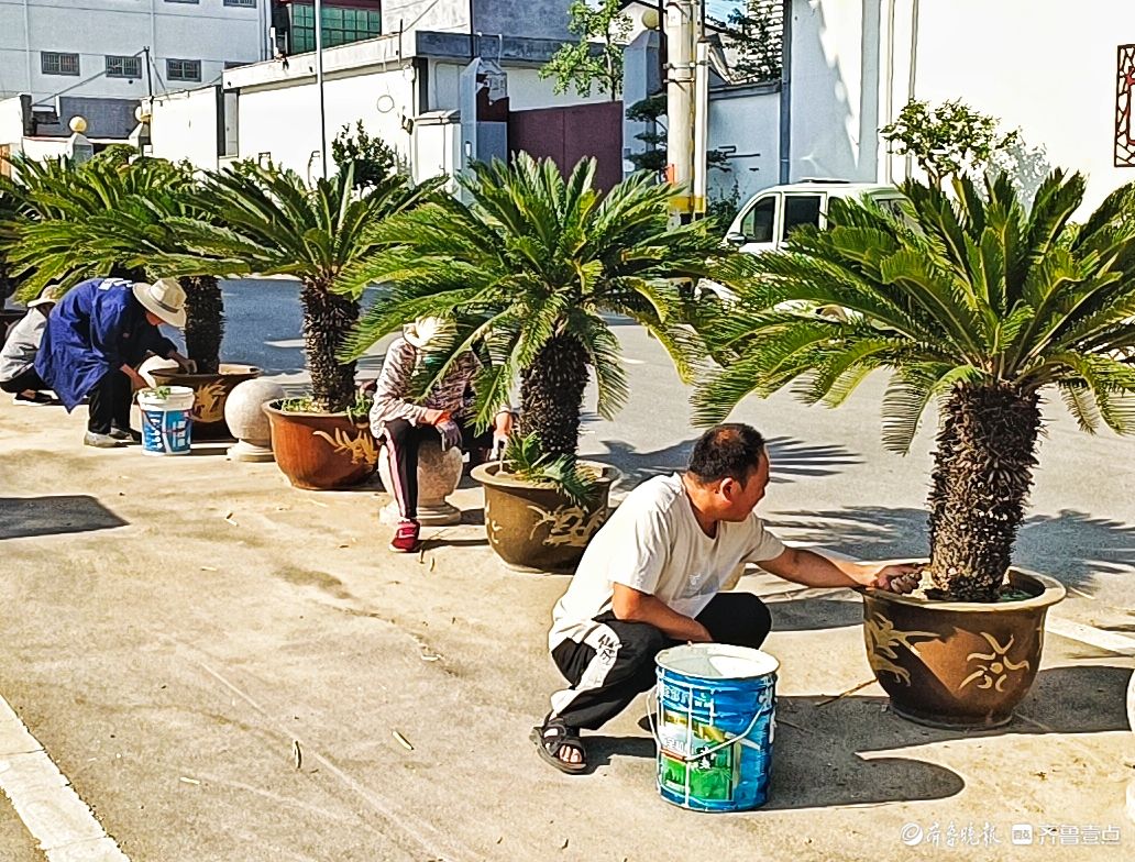 铁树开花难得一见