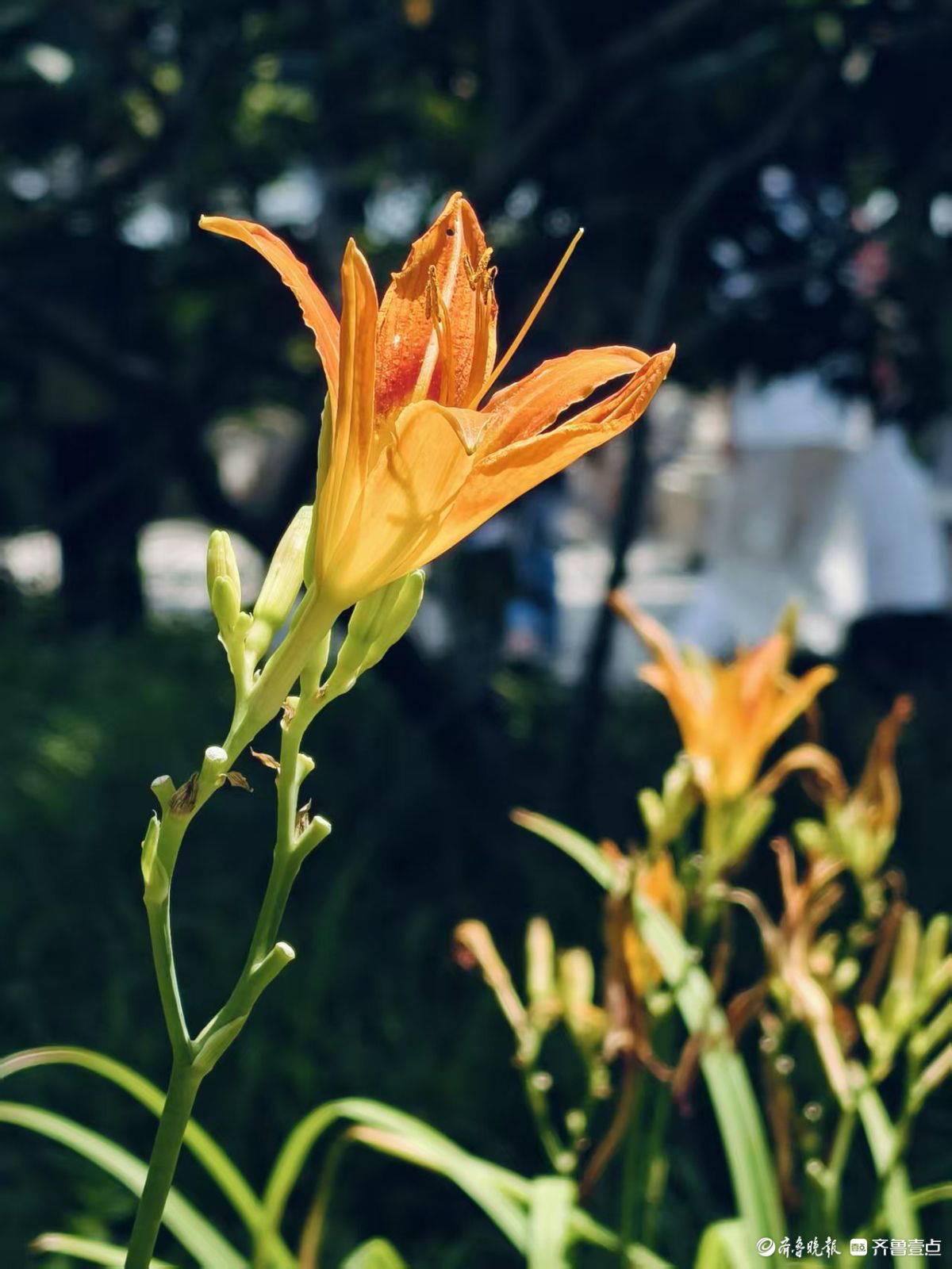 草丛中亭亭玉立，可爱的萱草花