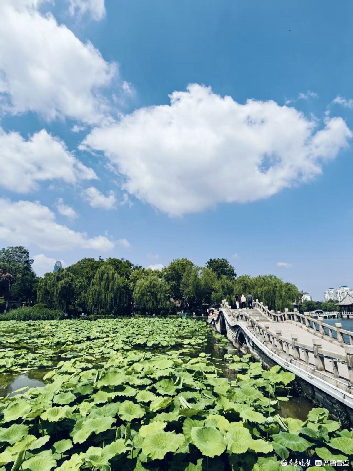 初夏的明湖美景，碧水蓝天
