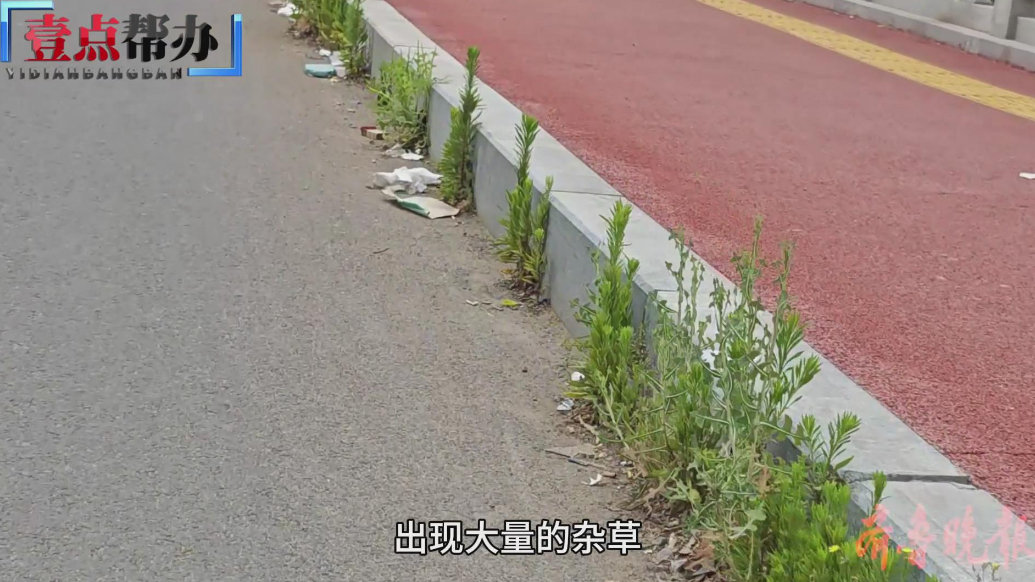 壹点帮办|泰安迎胜高架桥杂草影响排水？泰安住建局：两周清理完