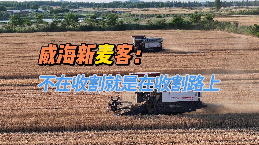 果然视频·微纪录丨威海“新麦客”：活在地里，家在路上