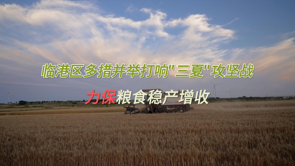 果然视频丨临港区多措并举打响"三夏"攻坚战，力保粮食稳产增收