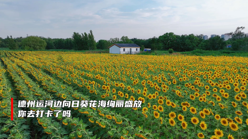 果然视频｜德州运河边向日葵花海绚丽盛放，你去打卡了吗？