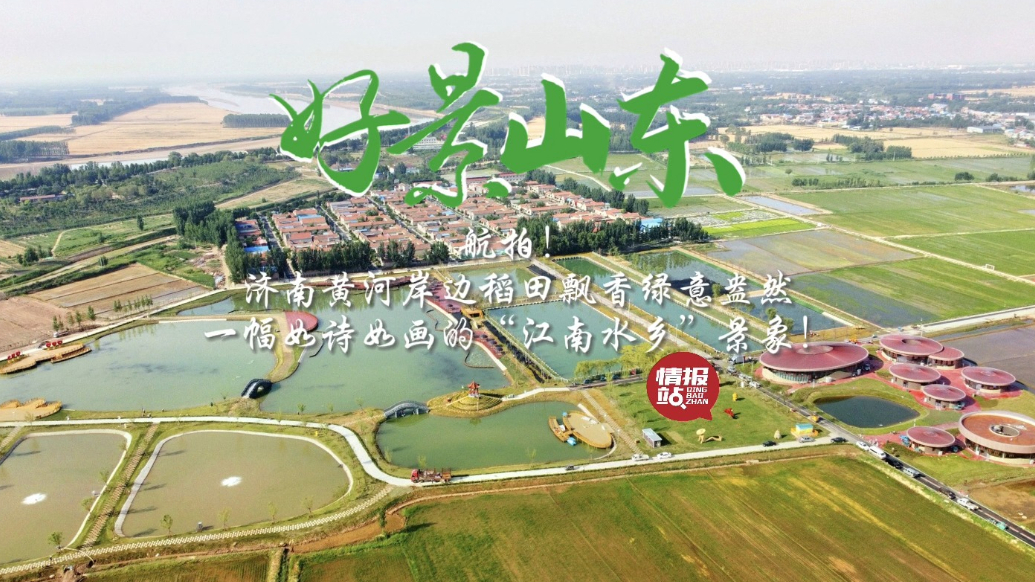 果然视频·好景山东|航拍济南黄河岸边稻田飘香，绿意盎然如画卷