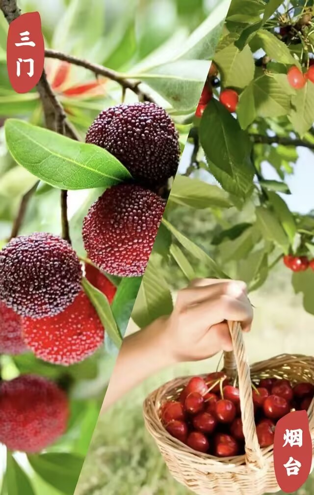 专题|跟着樱桃去旅行，邀你在烟台开启甜蜜之旅