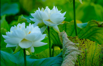壹点日历6.18|带着一份坚定乐观，把日子过成自己喜欢的模样