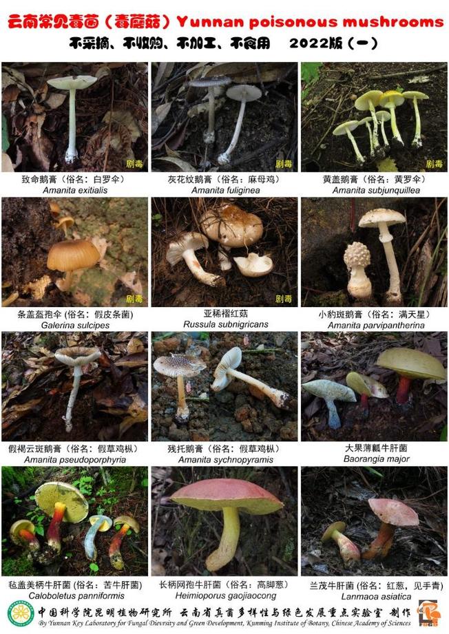 冰箱和洗衣机说话？菌子中毒不好玩、很危险！