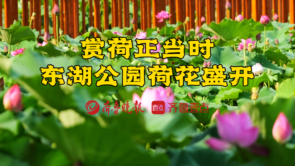 赏荷正当时！枣庄东湖公园荷花盛开