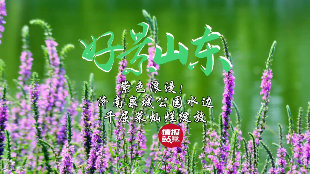 果然视频·好景山东|紫色浪漫！济南泉城公园水边千屈菜灿烂绽放