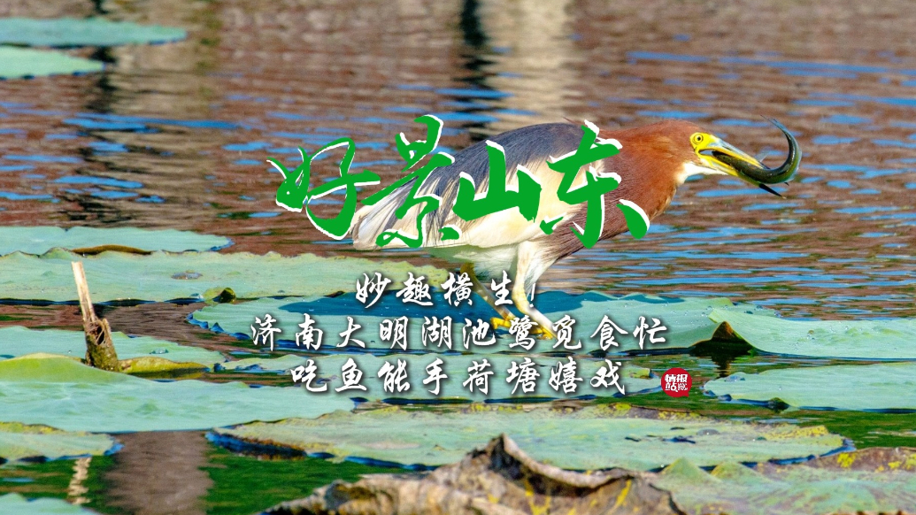 果然视频·好景山东|济南大明湖池鹭觅食忙，吃鱼能手荷塘嬉戏