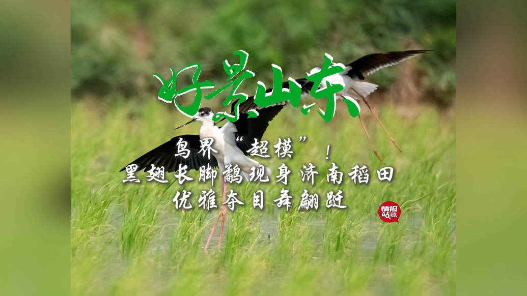 果然视频·好景山东|黑翅长脚鹬现身济南稻田，优雅夺目舞翩跹