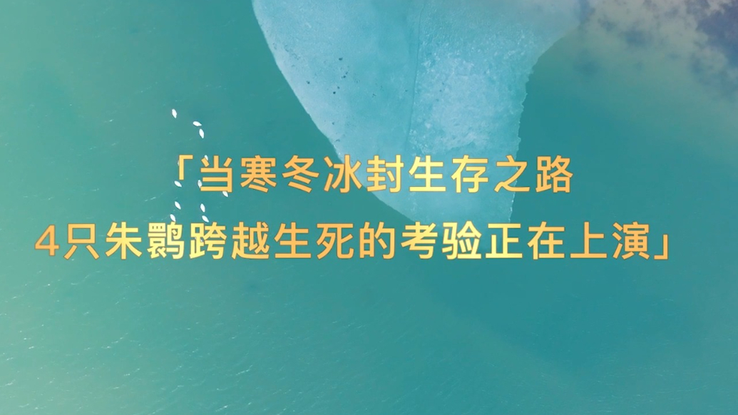 预告|纪录片《朱鹮过冬》即将推出