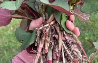小众蔬菜鱼腥草营养丰富但部分人慎用