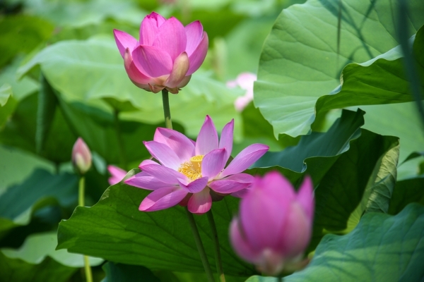 Lotus flowers in full bloom at Daming Lake