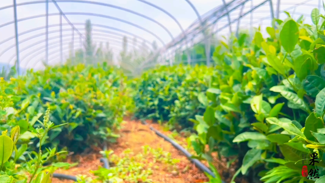 果然视频｜邹城美丽乡村行·山水间的茶香技艺