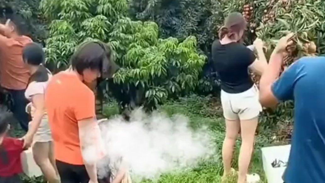 全红婵回家了，与家人一起摘荔枝