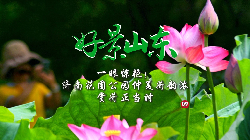 果然视频·好景山东|济南花圃公园仲夏荷韵浓，夏意满塘一眼惊艳
