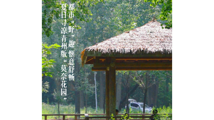 夏日寻凉青州版“莫奈花园” 都市“野”趣 惬意舒畅