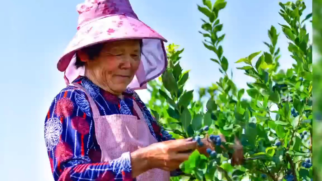 果然视频·好景山东|日照一产业园蓝莓大丰收，圆润饱满挂满枝头