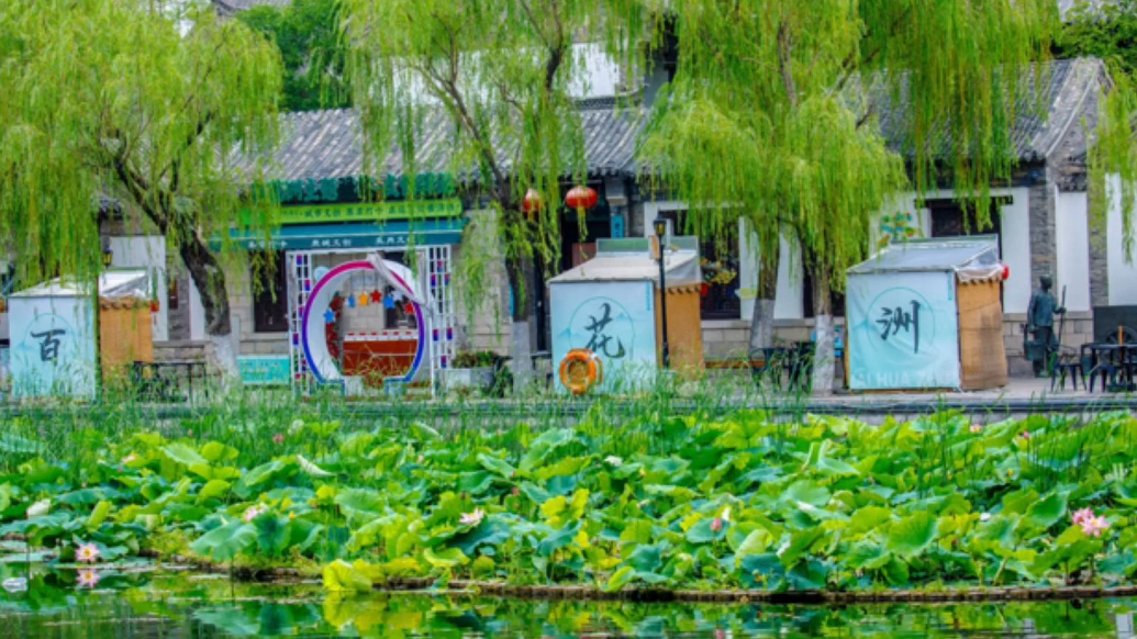 果然视频·好景山东|济南百花洲荷花盛放，悠闲氛围让人陶醉！