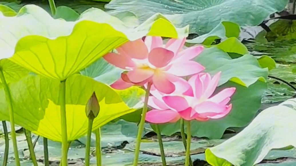 果然视频｜快来看！泰山云雾VS龙泽湖荷花，双倍美景暴击！