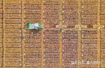 山东6000多万亩小麦收获基本结束，玉米已播超5000万亩