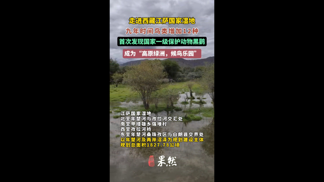 鲁藏情·珠峰行｜走进高原绿洲：江萨国家湿地渐成候鸟乐园