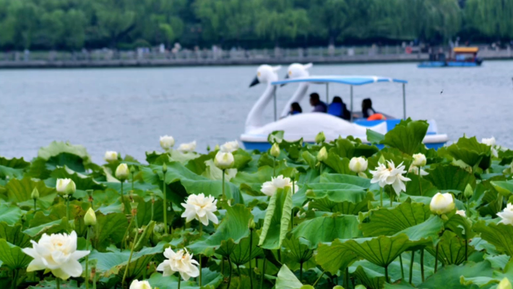 果然视频·好景山东|济南大明湖白荷花盛开，湖畔邂逅夏日美景！