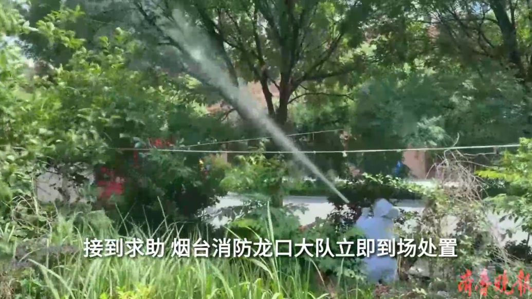 果然视频|马蜂在小区内筑巢扰民，消防员及时到场清除