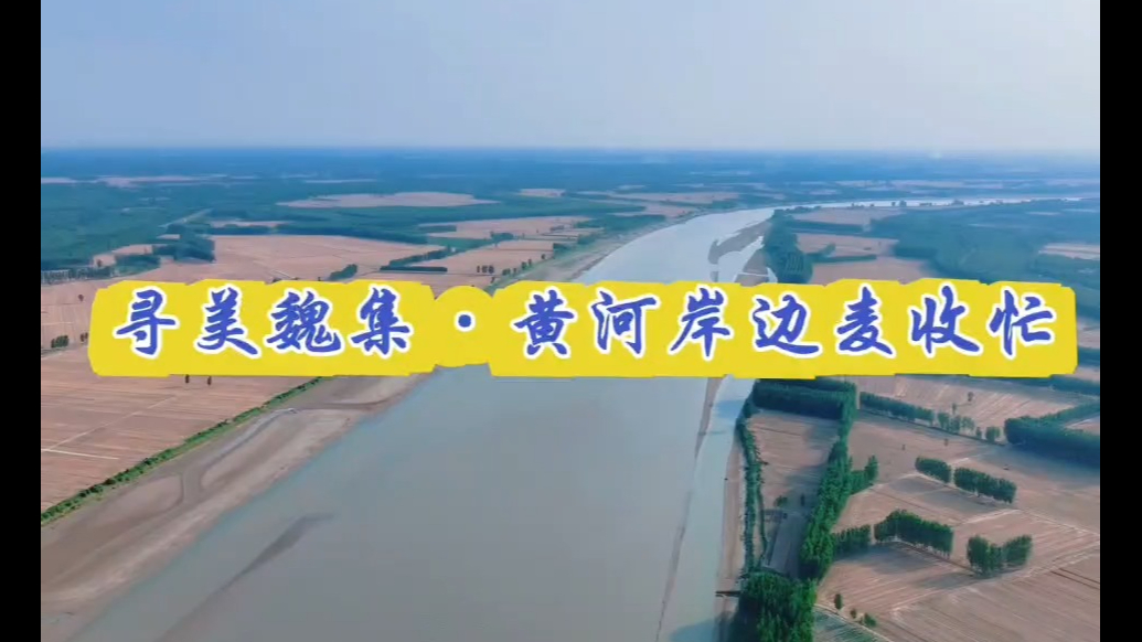惠民县魏集镇：麦浪翻涌金满地，黄河岸边麦收忙