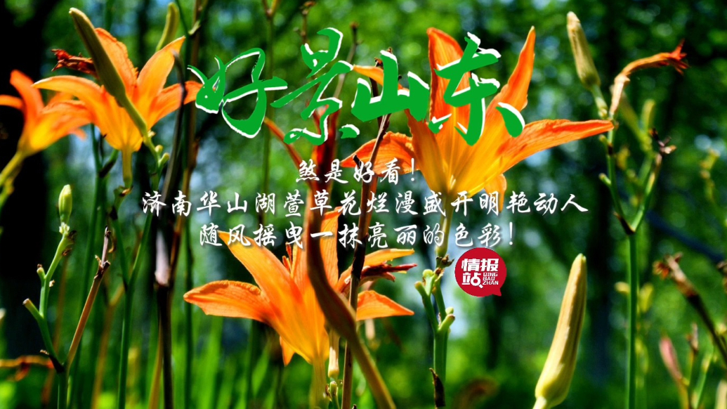 果然视频·好景山东|济南华山湖萱草花开明艳动人，一抹亮丽色彩