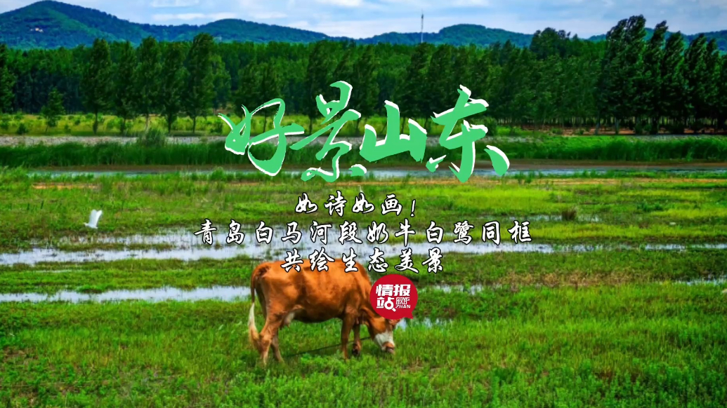 果然视频·好景山东|青岛白马河段奶牛白鹭同框，共绘生态美景！