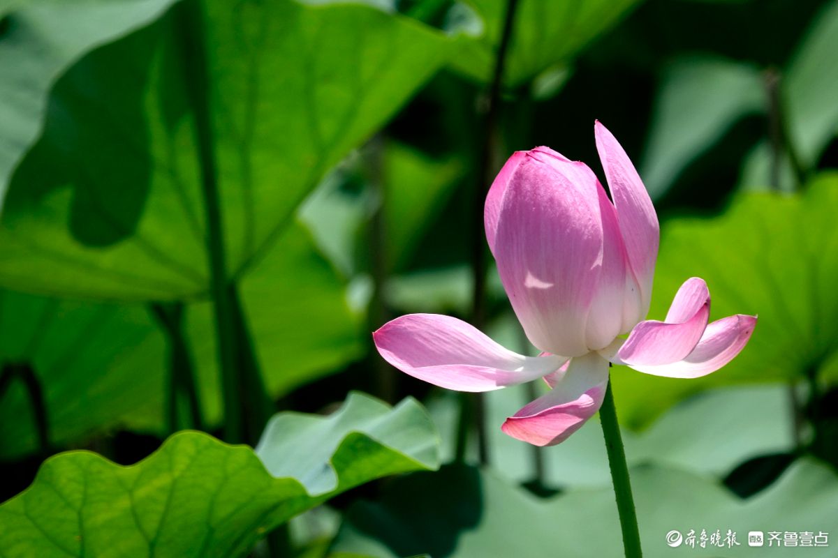 荷花盛开之美​ 