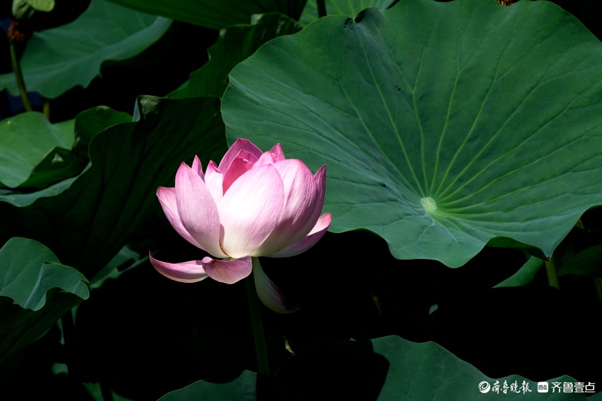 荷花盛开之美​ 