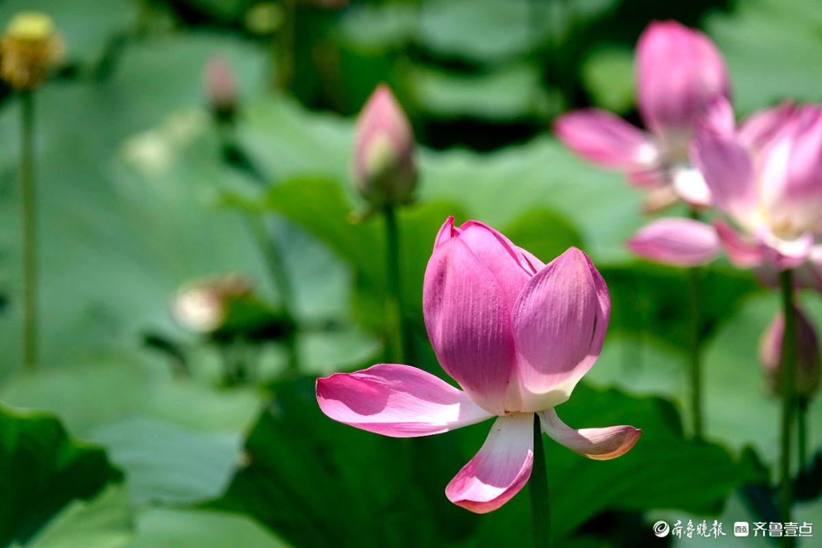 荷花盛开之美​ 