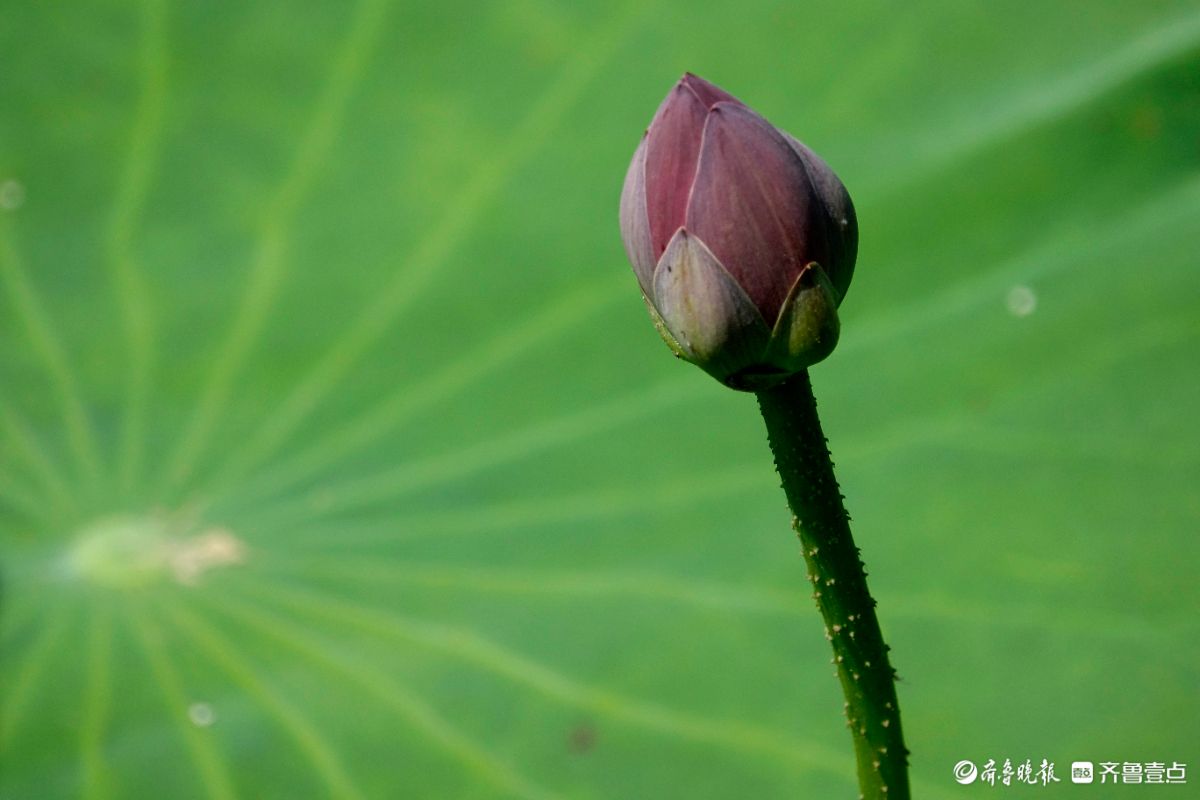 荷花盛开之美​ 