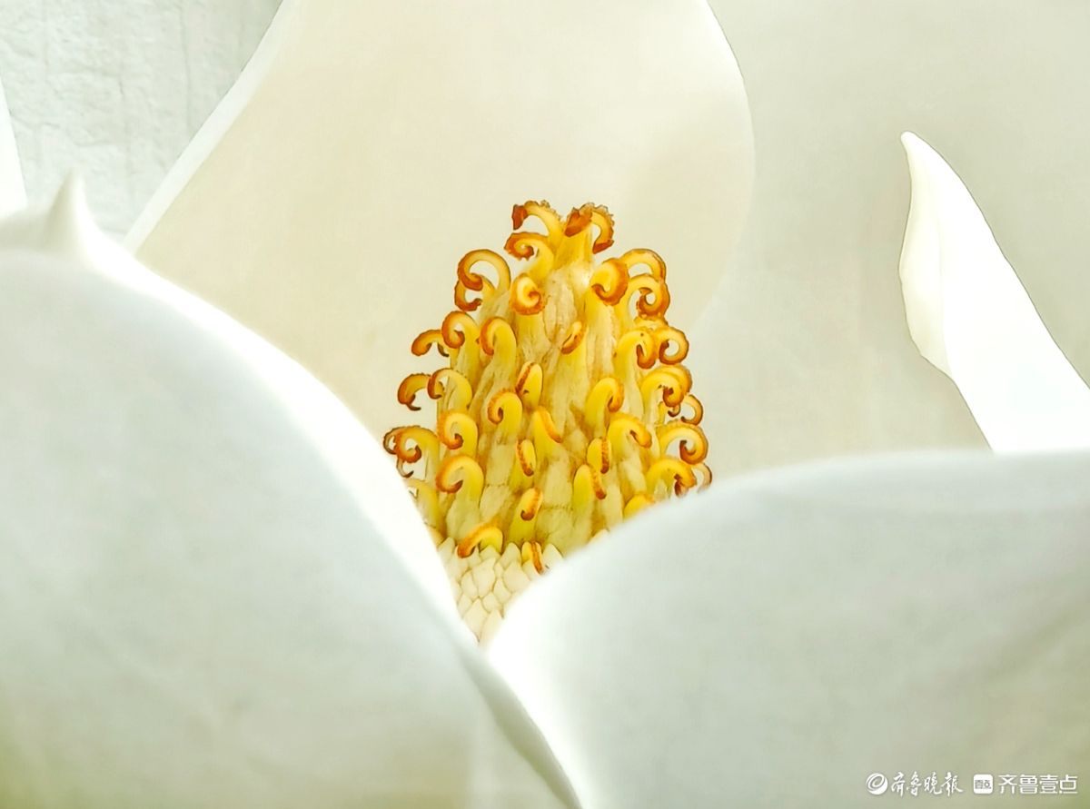 荷花玉兰金黄花蕊俏皮可爱