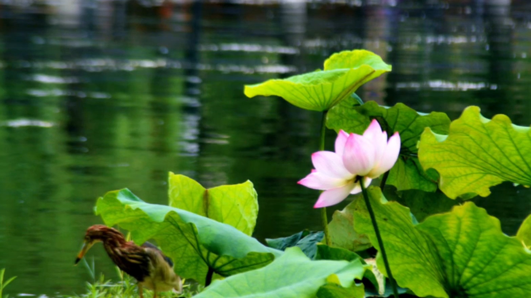 果然视频·好景山东|济南百花洲荷花盛开夏意浓,与鸟共舞超治愈