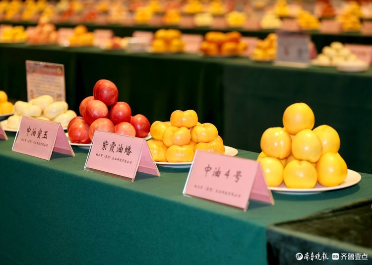 红动中国,桃醉天下
