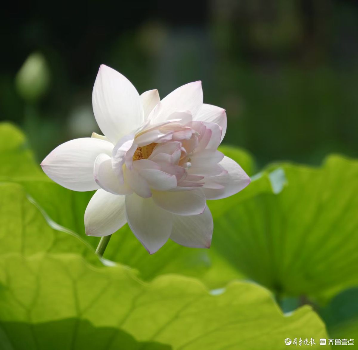 夏荷盛开，蜻蜓轻轻立上头