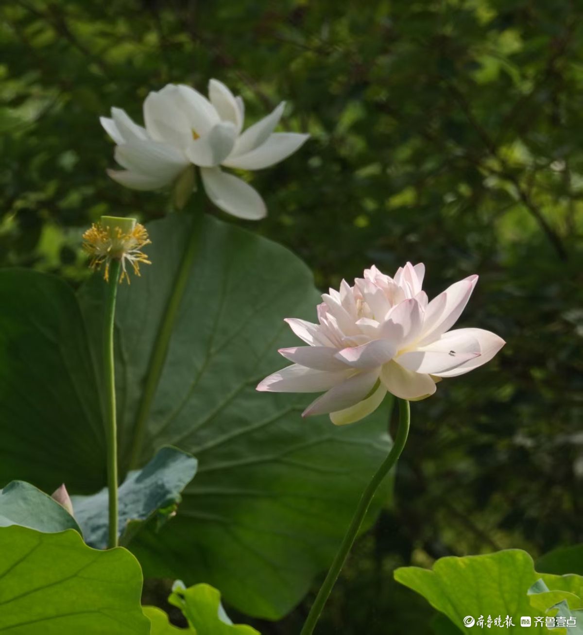 夏荷盛开，蜻蜓轻轻立上头