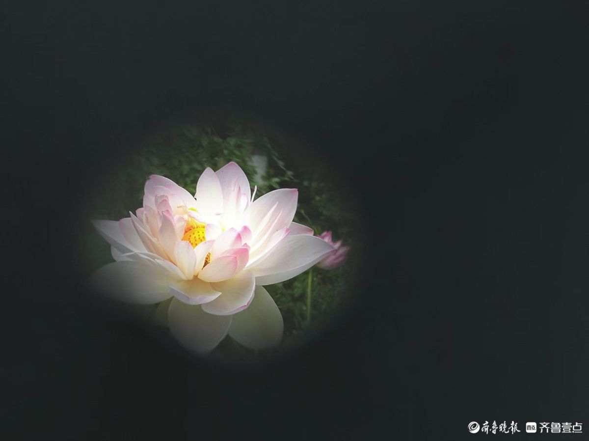 夏荷盛开，蜻蜓轻轻立上头