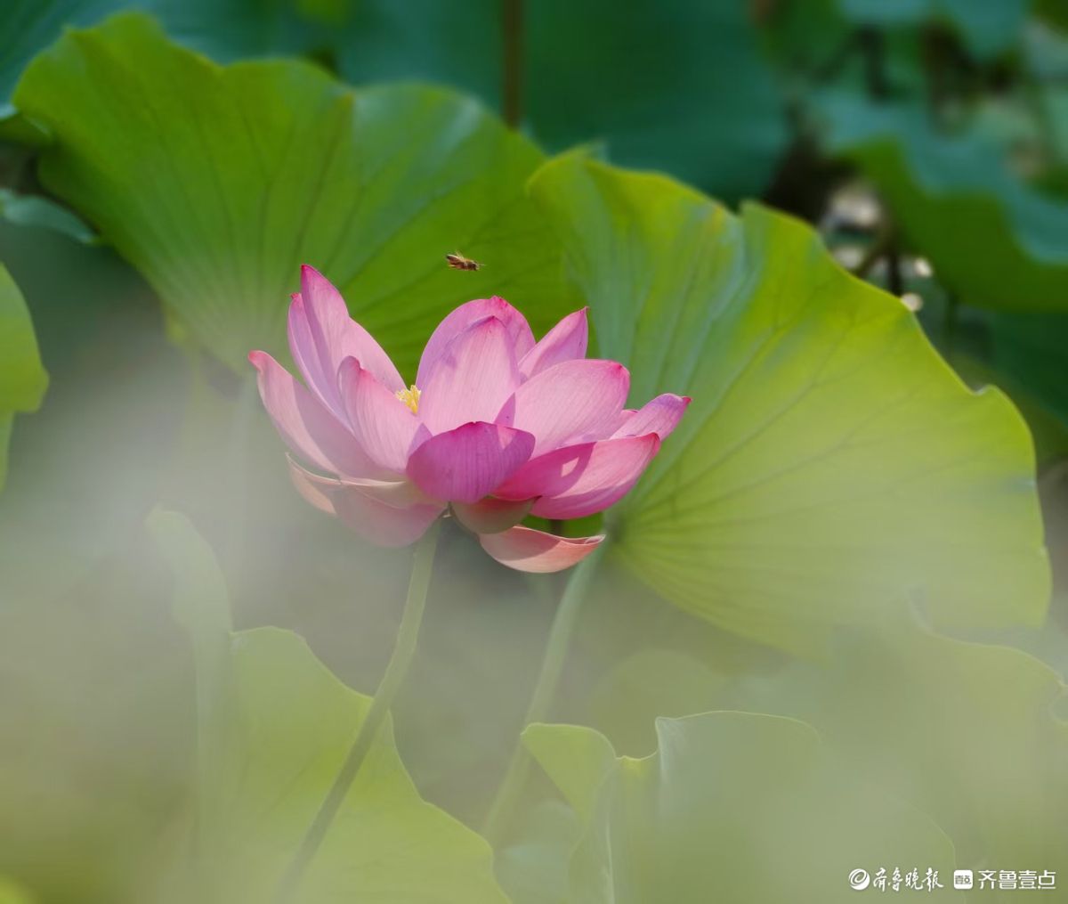 夏荷盛开，蜻蜓轻轻立上头