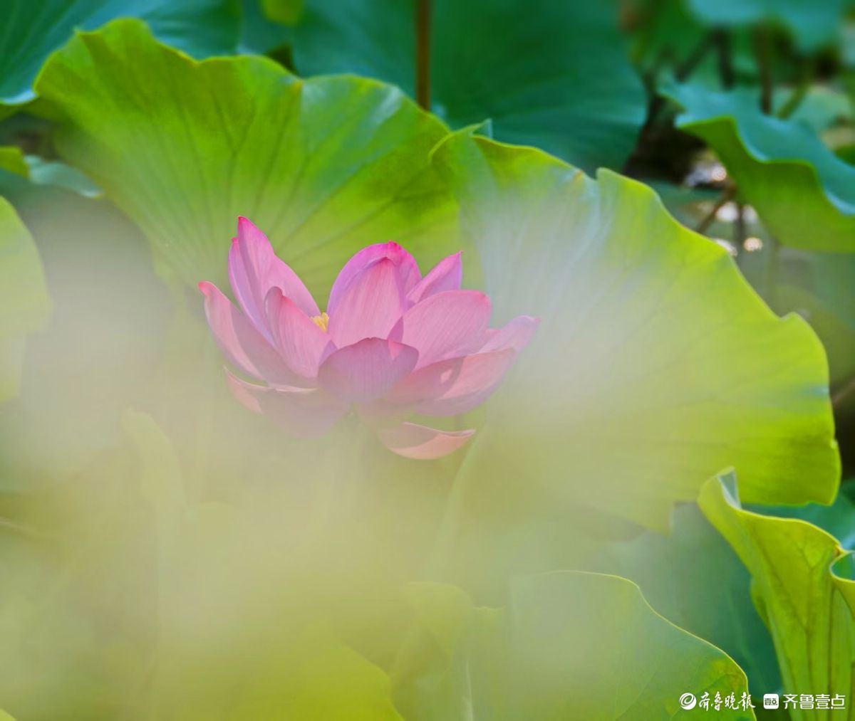 夏荷盛开，蜻蜓轻轻立上头