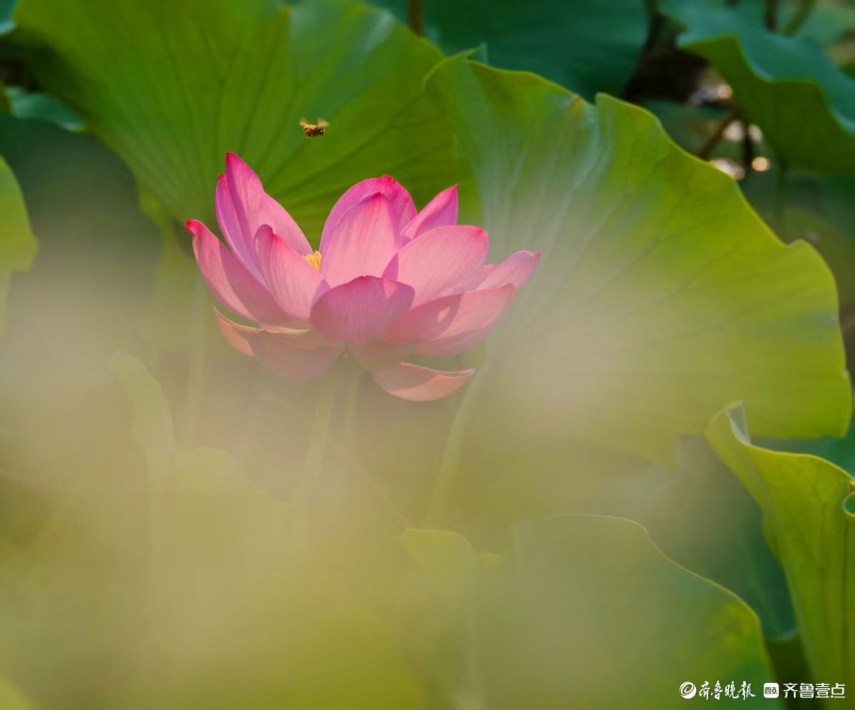 夏荷盛开，蜻蜓轻轻立上头