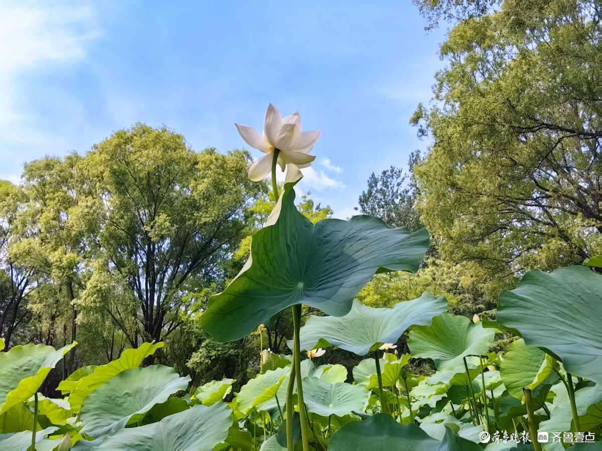 夏荷盛开，蜻蜓轻轻立上头