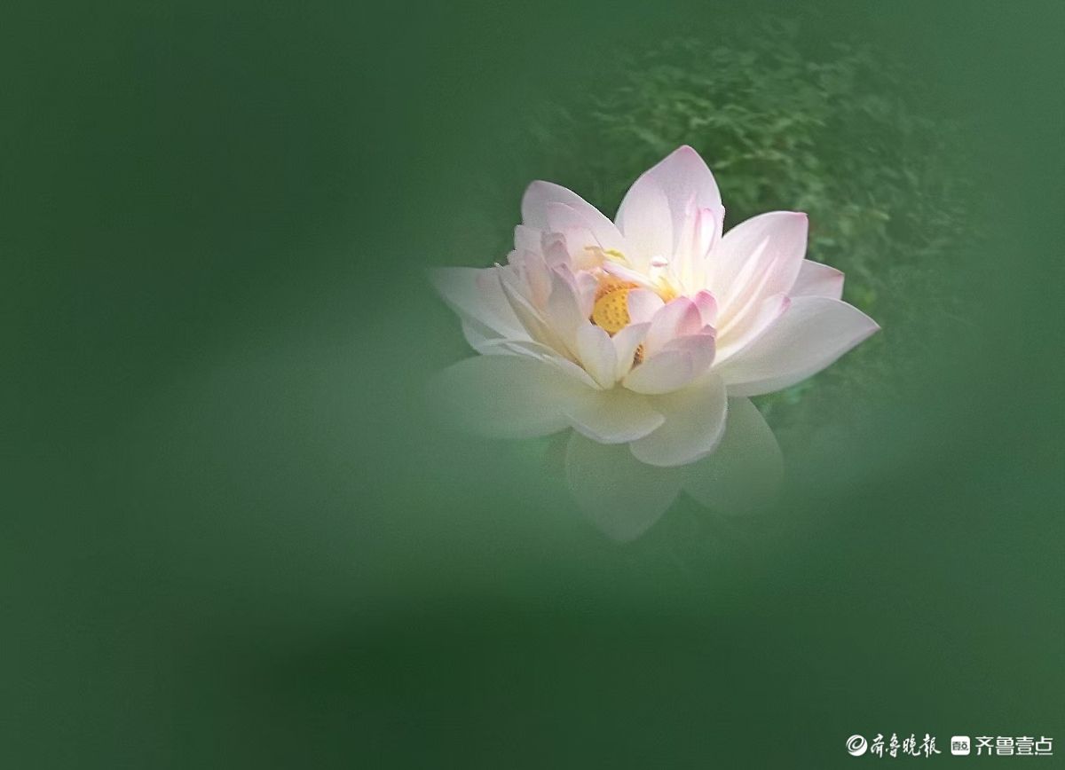 夏荷盛开，蜻蜓轻轻立上头