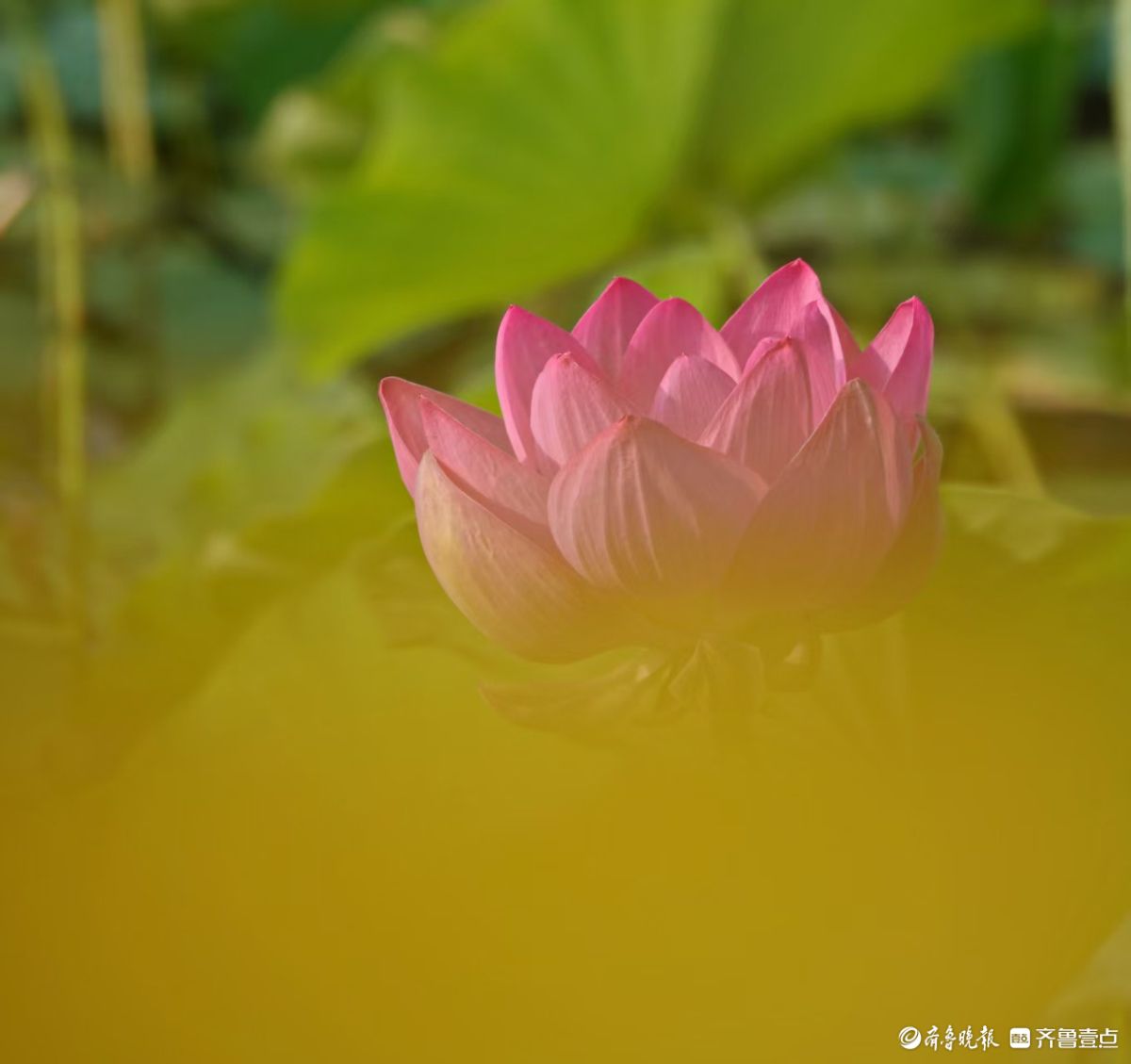 夏荷盛开，蜻蜓轻轻立上头
