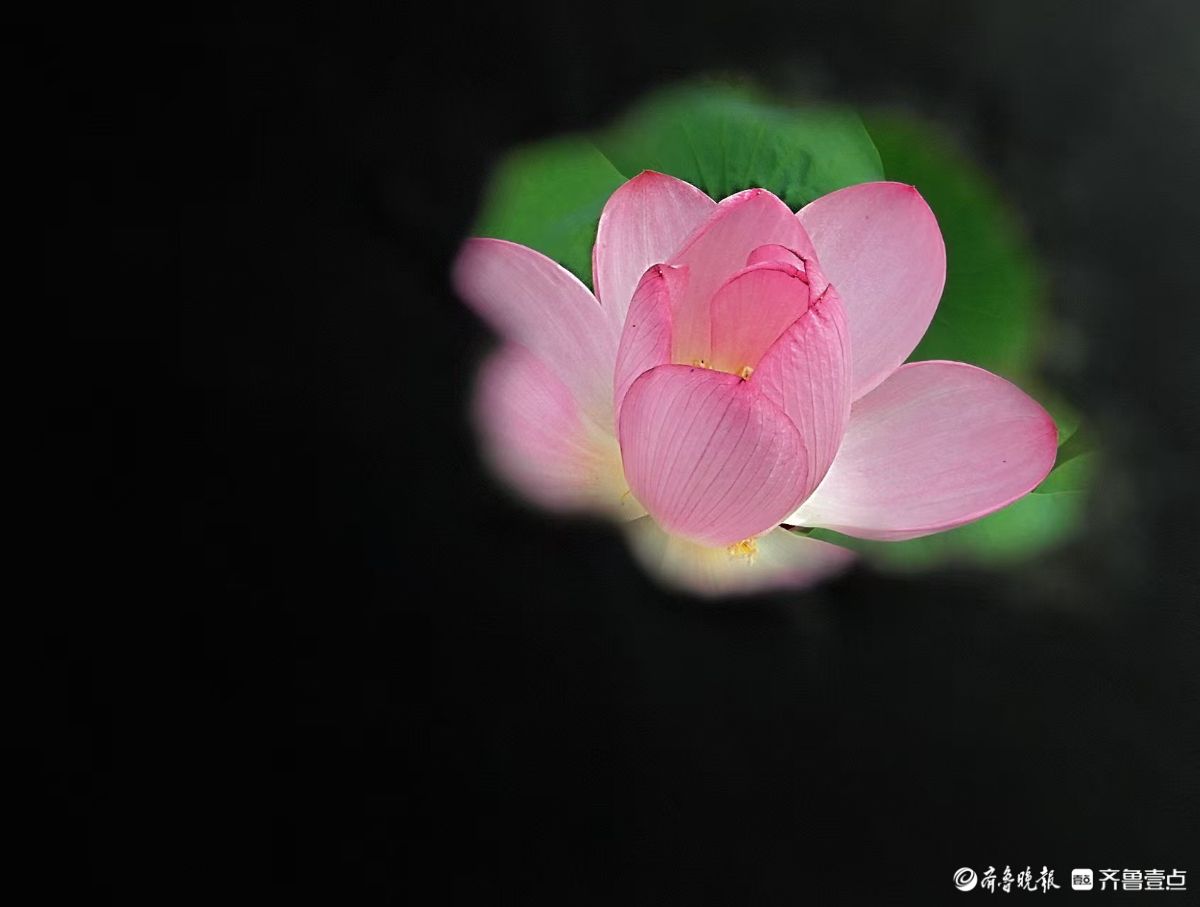 夏荷盛开，蜻蜓轻轻立上头